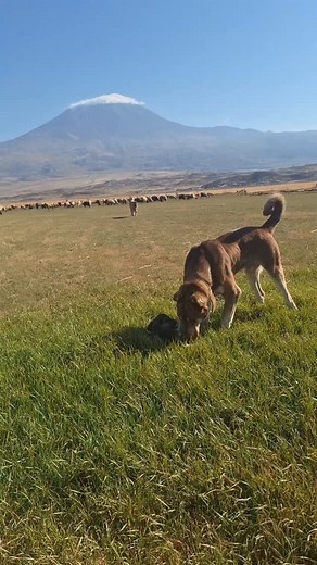 1.3M views · 28K reactions | Becoming Untrustworthy After Attacking Şila ya Saldırdıktan Sonra güvenilmez hale Geldi | Fırat Alkan | Facebook