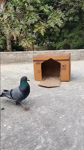 I Built DIY Tools to Catch Pigeons!
