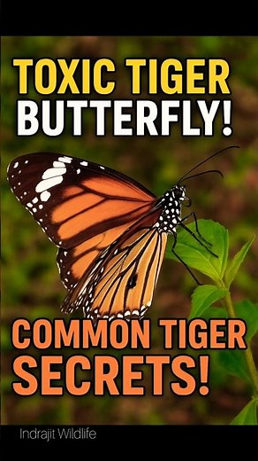 Common Tiger Butterfly 🦋 | Incredible Nature Facts