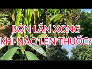 Bón lân xong? Khi nào lên thuốc tạo mầm?