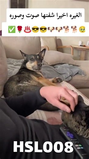 ركزو على النظرات الي فيها عتاب حنين 🥹🐶🐶🐕🐕😔⭐✅♨️ HSL
