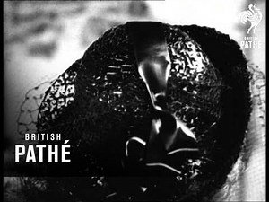 Spring Is Coming! (1936)