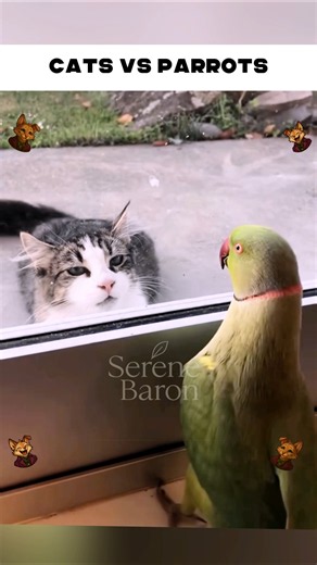These Two Are Best Friends? #funnyanimals #pets #cute