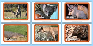 Australian Animal Display Posters