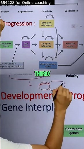 CSIR NET unit 5 developmental biology demo lecture Shomu | Drosophila Body Plan | From Egg to Fly