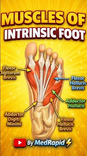 intrinsic muscle of foot #mbbs #motivation #motivation #anatomy #fry #medicalstudents #medical#fypシ
