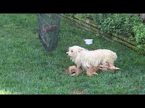 Cairn Terrier Puppies For Sale