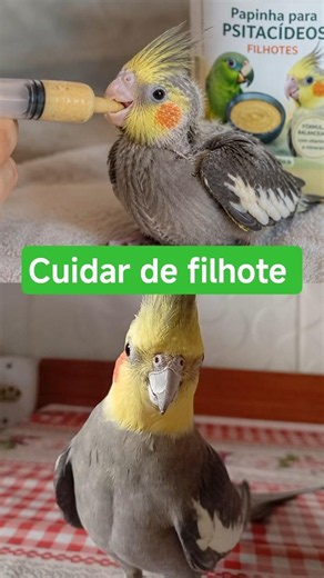Como cuidar de calopsita filhote 🐣#calopsitas #calopsita #calopsitalove #calopsitagram