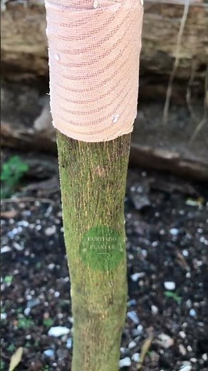 ARMADILHA PARA FORMIGAS NAS PLANTAS