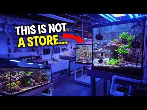 This Home Coral Farm is BETTER Than Most Local Fish Stores