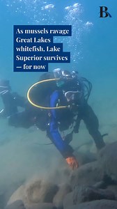 43K views · 722 reactions | Lake Superior is the lone holdout in a...