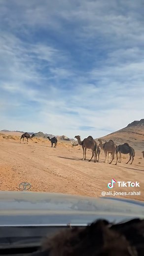 Understanding Dromedary Camels: Active Behaviors and Adaptations