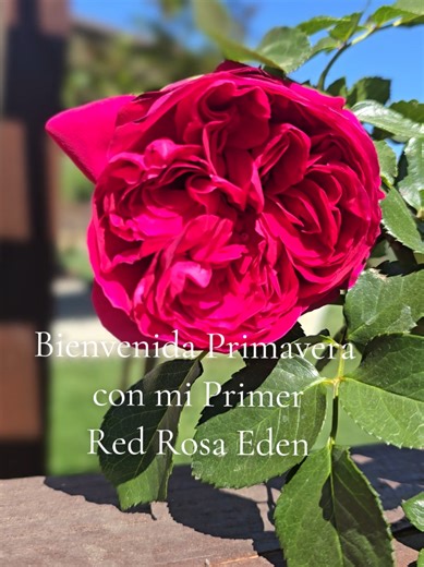 Bienvenida Primavera #flores #primavera #garden #gardening #spring