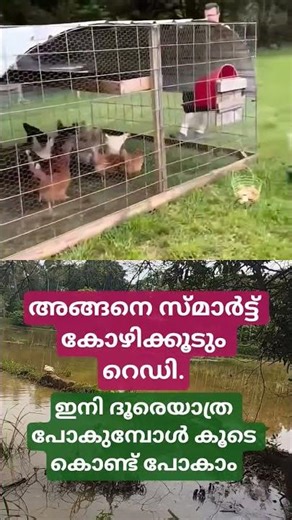 ഇനി യാത്ര പോകുമ്പോൾ കോഴികളെയും കൂടെ കൊണ്ടുപോകാം.