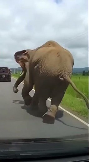 Elephant Fall from Moving Truck 😱 #shortsfeed #elephant #animallife #accident