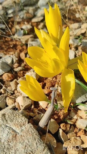 Αλογάκι της Παναγίας (Mantis Religioza) ανάμεσα σε Στερνμπέργκιες. Ποικίλο όρος.