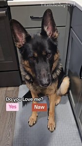 ? #cute #gsd #fun #titantheshepherd2020 | Titan.the.shepherd