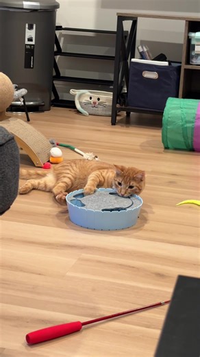 Interactive Cat Toy for Engaging Playtime