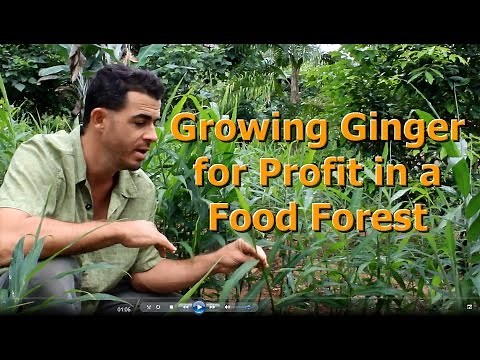 How to Grow Ginger for Profit in a Food Forest "Living Permaculture" Episode 3