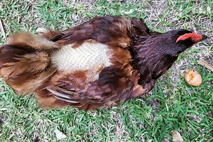 Molting Chickens: Why It Happens, How Long It Takes & How to Help Your Flock