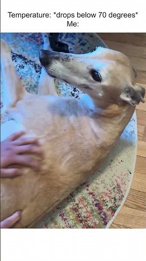 There’s nothing in this world better than greyhound chatters!!! #Dogs #Greyhound #pets #FunnyDogs