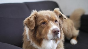 Zuhause gefunden: Australian Shepherd Gery