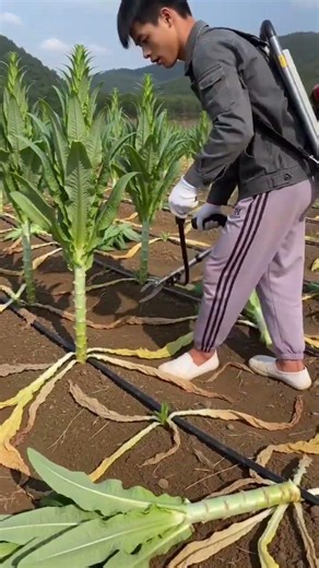 🥬⚙️ Portable Long-Handle Stem Cutter Stem Lettuce / Celtuce Harvesting Demonstration #shorts