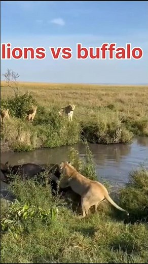 lion vs buffalo : The Ultimate Showdown