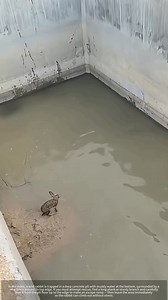 Wild rabbit rescue: ramp hack for deep concrete traps #wisdom #love #motivation #quotes #inspiration #spirituality #meditation #life #knowledge #peace #truth #spiritual #faith #mindfulness #god #healing #selflove #quoteoftheday #philosophy #happiness #consciousness #enlightenment #mindset #soul #spiritualawakening #awakening #believe #motivationalquotes #hope #success | Wisdom Pouchannel