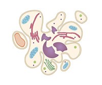 Cell Death: Apoptosis, Autophagy and Necrosis