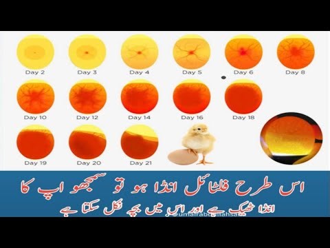 Chicken Embryo Development #
