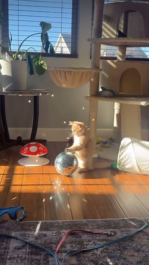 send this to a friend who brings you disco cat levels of love 💛 | Dope Lemon