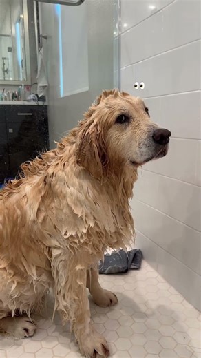 The Look of betrayal when he is getting a Bath 😂🛁 !!! .......#funny #comedy #shorts