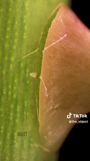 Extracting Rose Thorn: Satisfying Macro Close-Up