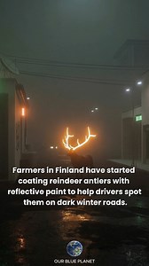 To reduce collisions on dark winter roads, farmers are coating reindeer antlers with reflective paint so drivers can spot them instantly. 💡 The paint is completely harmless and lights up the moment headlights hit it. No trackers. No fences. No behavior change. Just visibility — from far away — and fewer accidents. 👇 Brilliant solution? | Our Blue Planet