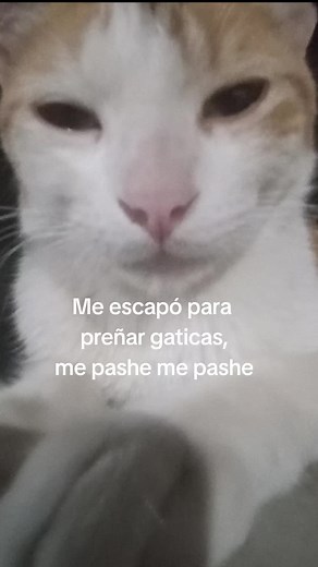Gatito miau miau: La divertida historia de un gato