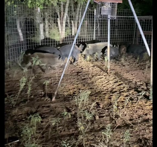 Hog Hunting and Trapping Tips for Your Next Video