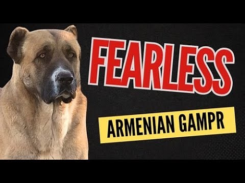 Discover the FEARLESS Armenian Gampr