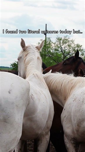 YOU WONT BELIEVE WHERE THEY ARE!! 💔