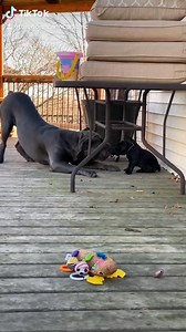 🙊 the pup was ok #canecorso #WhereILive #dogsoftiktok #OhNo | Big Boy Corso.