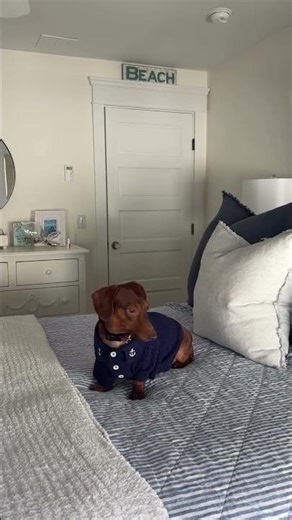 Pup’s Fashion Glow-Up! 😍 Try-On Haul #doghaul #dogfashion #furb #furbstyle