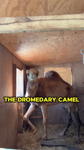 Richard Bagala on Instagram: "Comment your favorite camel gif or emoji below if you enjoyed the video! 🐪🐫 @mr.untamedd @rosebridgefarmsanctuary @bryan_winstead_ @delvalfull360 Come down to @rosebridgefarmsanctuary to check these Dromedary camels and more amazing animals and activities! The Dromedary camel 🐪!! This fascinating camel species can be found roaming the deserts of Africa Asia and Australia! Dromedary camels also can be identified by having 1 hump. This is different than the bactria