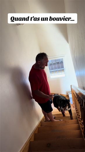 Aventures avec un Bouvier - Vlog Chien Adorable