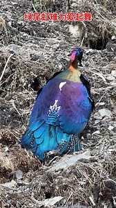 courtship display of a male Chinese Monal (绿尾虹雉,Lophophorus lhuysii), in western Sichuan province. An inhabitant of rocky highland meadows, it is under top-class state protection in #China. ❤双哥787752663 ❤❤❤ #Nature #Peace #wildlife #Chinese #love #travel | Lin hillside