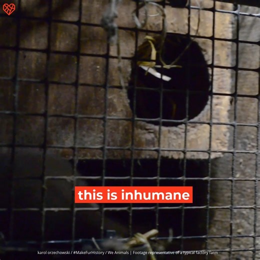 1.8K views · 49 reactions | What is the real cost of a mink coat?...