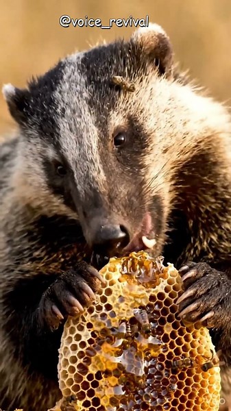 Honey Badger Grips the Honeycomb 🐝 God Wonders in the Wild