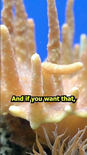 How To Make Corals GROW!