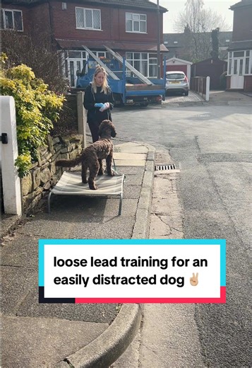 Effective Loose Lead Training for Easily Distracted Dogs