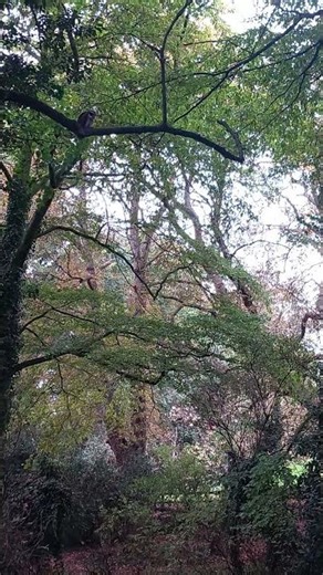 SPECTACLED OWL FLYING IN WOODS