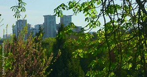 Green branches of a trees, View of city's high-rise buildings. Spring in the city park, calm and relaxation with nature. Panning